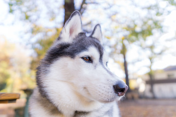 ハスキー　犬 husky