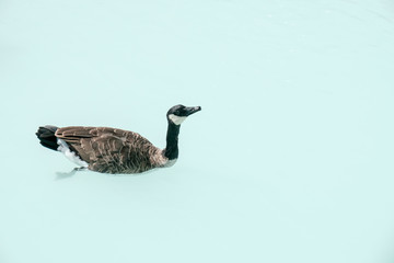 カナダガン（カナダガモ）