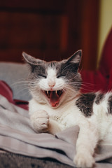 Female cat lying on bed and yawning