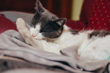 Domestic cat taking care of her fur, cleaning her leg while lying on bed