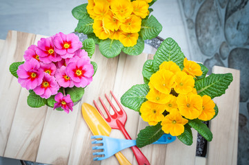 Concept Spring planting , harmony and beauty. Flowers Primula pink and yellow and garden tools , flat lay