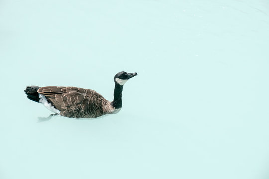 カナダガモ Images Browse 11 Stock Photos Vectors And Video Adobe Stock