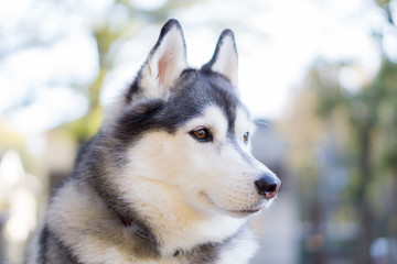ハスキー　犬 husky