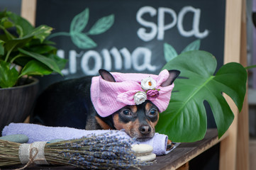  Cute pet relaxing in spa wellness . Dog in a turban of a towel among the spa care items and...