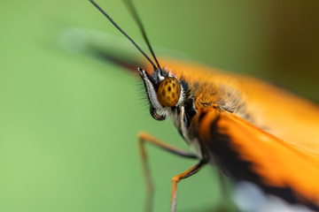 A beautiful picture of a colorful butterfly standing on a leaf - closeup, macrophotography