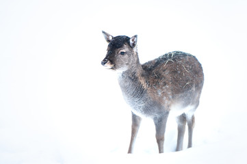 Baby Sika deer,  Cervus nippon, spotted deer ,  walking in the snow on a white background