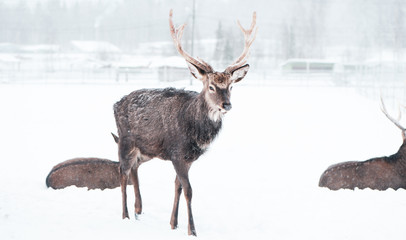 Sika deers ,  Cervus nippon, spotted deer ,  walking in the snow on a white background