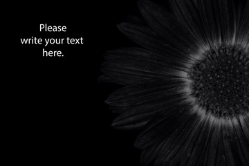 Black background. Background from chrysanthemum closeup with copy space. Black and white photo.