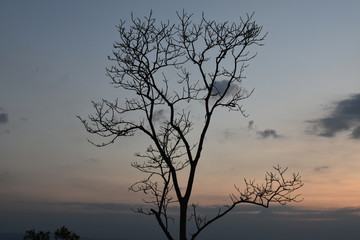 Fototapeta na wymiar Tree on the top of mountain with beautiful landscape.