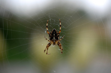 GARDEN SPIDER