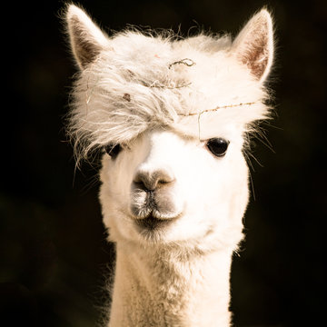 Cute Alpaca Face Closeup