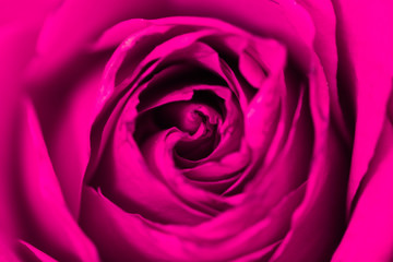 Fototapeta na wymiar Texture macro of a rose pink color. Background, closeup.