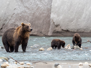 Bears
