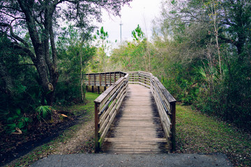 A wooden boardwalk crossing forest