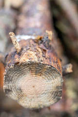 Abstract cross section of large cut Pine tree. Shallow depth of the field