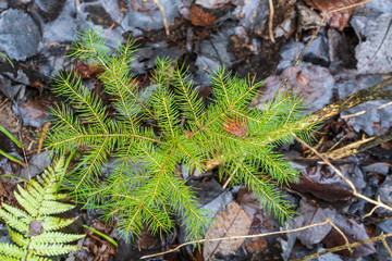 Young Christmas trees in the forest