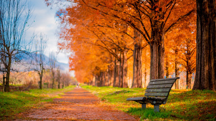 Metasequoia and bench,Row of trees