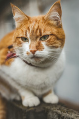 Cat that sees a threat is preparing for a jump, a cat's emotions close up. Shallow depth of the field