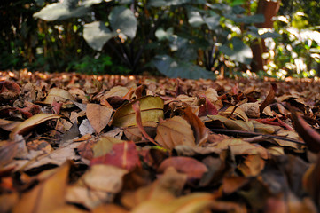 Dry leaves