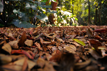 Dry leaves