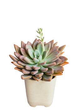 beautiful Succulent plants isolated on white background, Graptoveria Opalina.