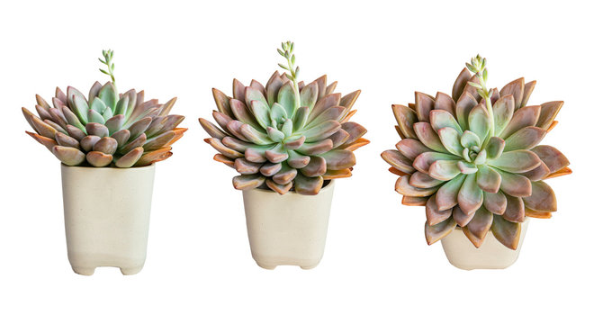 A set of beautiful Succulent plants isolated on white background, Graptoveria Opalina.