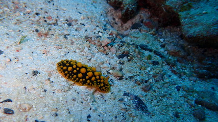 the​ black​ nudibranch​ scientific​ name: hypylodoris​ festiva,  the​ colorful​ sea​ slug​ at​  the bottom of the sea Andaman Thailand