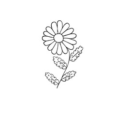 hand drawn ox-eye daisy flower, outline vector illustration, black and white simple drawing