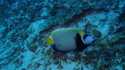 Fototapeta na wymiar at the rock the bottom of deep sea the fish and hard coral reef in Similan island Andaman sea Thailand