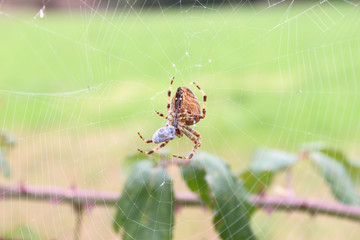 Araña envolviendo su comida