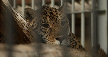 Leopard lying on tree trunk in a zoo behind cage
