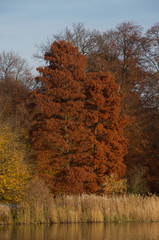 trees in autumn