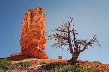 Hoodoos of Queens Stone Garden,  Bryce Canyon National Park, Utah