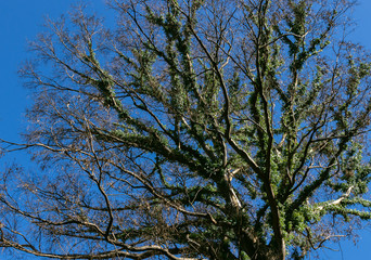 old tree against the sky