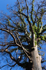 old tree against the sky