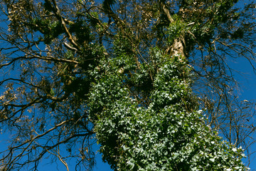 old tree against the sky