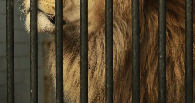 Lion behind cage in a zoo