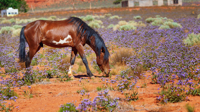 Nice image of a Navajo horse grazing among blue flowers in spring, Navajo Reservation, in the famous Monument Valley, Arizona