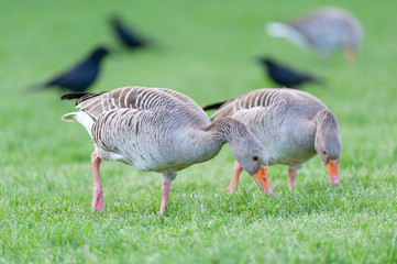 Gänse beim fressen auf Wiese