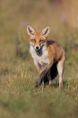 Red fox, vulpes vulpes, Fox in summer on meadow
