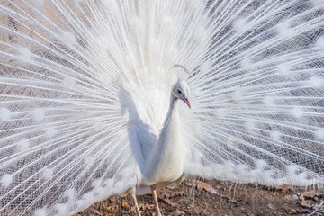 Fototapeta premium Elegant white color peacock
