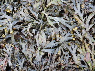 algae on the north sea