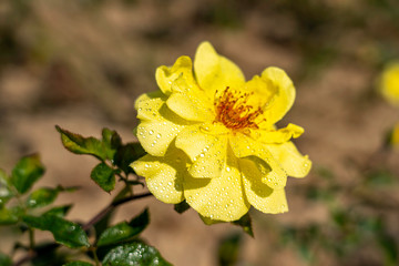 Golden Showers climbing rose flower in the field. Scientific name: Rosa 'Golden Showers'.
Flower bloom Color: Medium yellow. 