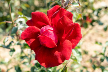 Peggy Rockefeller rose flower in the field. Scientific name: Rosa 'Peggy Rockefeller'.
Flower bloom...