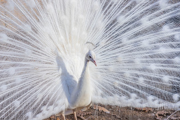 Naklejka premium Elegant white color peacock