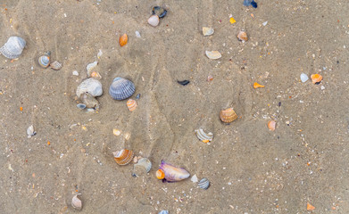 seashells on a beach