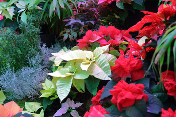 Picturesque blossoming of a beautiful flower in the winter in the greenhouse