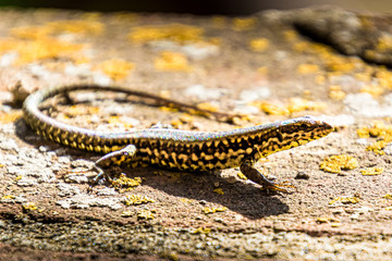 Gefleckte Eidechse in der Sonne