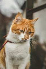 Cat that sees a threat is preparing for a jump, a cats emotions close up. Cloudy day. Shallow depth of the field