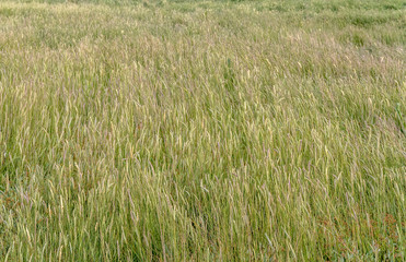 coastal wetland vegetation
